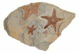 Three Ordovician Starfish (Petraster?) Fossil - Morocco #211449-1